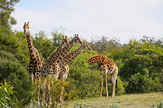 International tour packages from Pune by Parkhi Holidays